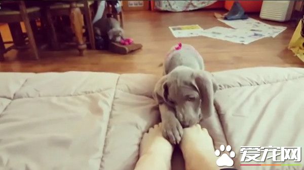 我的眼里只有脚 恋足癖狗狗伸手抓脚疯狂啃