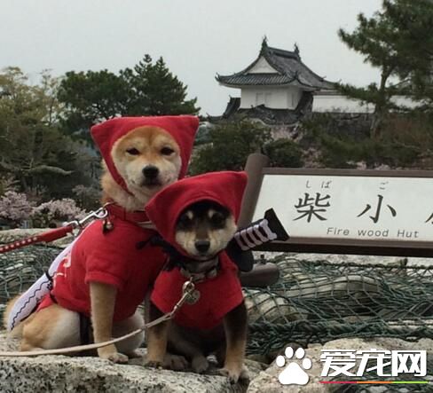 忍者小分队，魅力无法挡