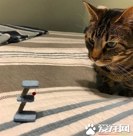 主人上网买猫柱 实品送来却长这样连猫都看傻了