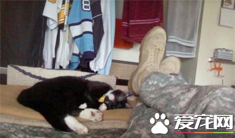 这只小猫的意外出现，却改变了一个美国大兵的一生，我也想要一只