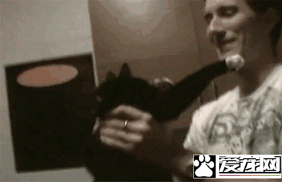 这只小猫的意外出现，却改变了一个美国大兵的一生，我也想要一只