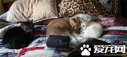 这只小猫的意外出现，却改变了一个美国大兵的一生，我也想要一只