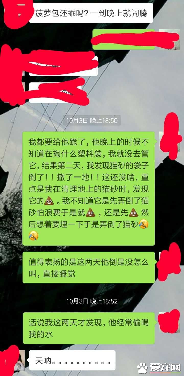 早出晚归的程序员如何在一个租的12平的小房间里养一只猫？