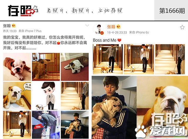 这些明星养的宠物 莫文蔚为离世宠物猫做唱片