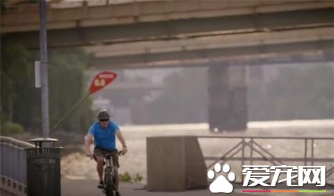 这只小猫的意外出现，却改变了一个美国大兵的一生，我也想要一只