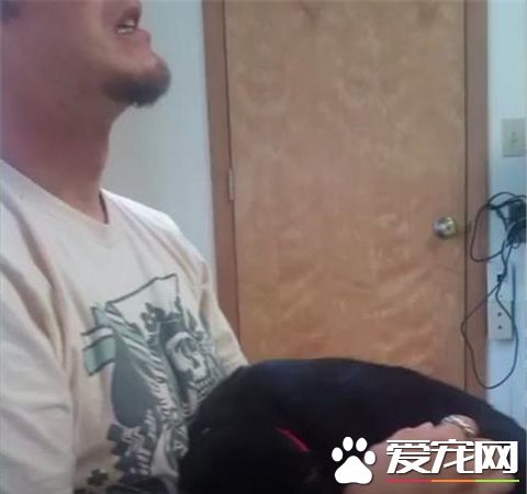 这只小猫的意外出现，却改变了一个美国大兵的一生，我也想要一只