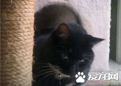 这只小猫的意外出现，却改变了一个美国大兵的一生，我也想要一只