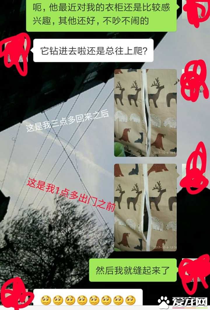 早出晚归的程序员如何在一个租的12平的小房间里养一只猫？