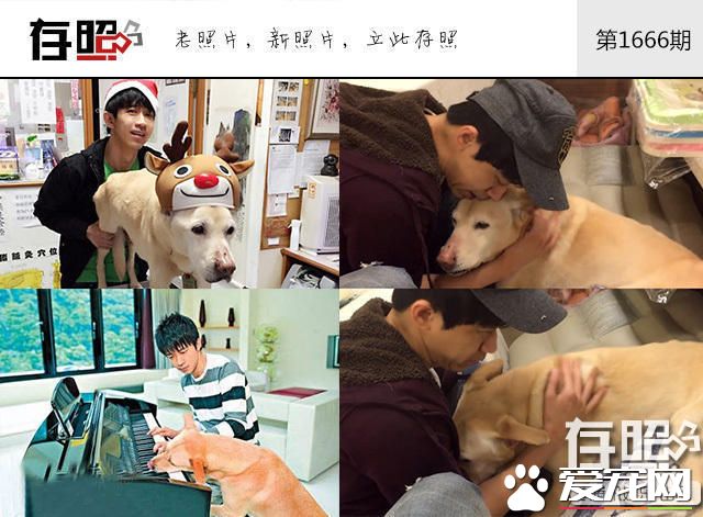 这些明星养的宠物 莫文蔚为离世宠物猫做唱片