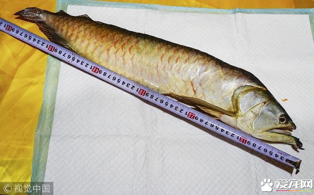 男子金龙鱼死后不忍丢弃请宠物公司火化  宠物火化师称是第一次