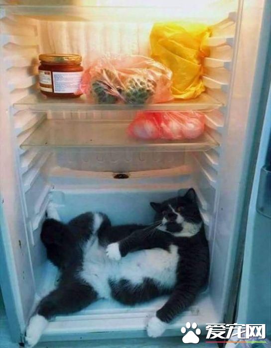 拆家三巨头番外篇:别看我小 我也是拆迁办毕业的