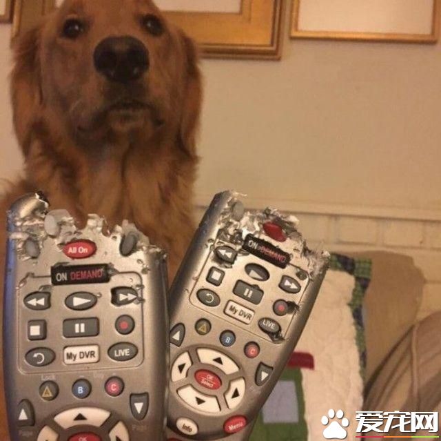 拆家三巨头番外篇:别看我小 我也是拆迁办毕业的