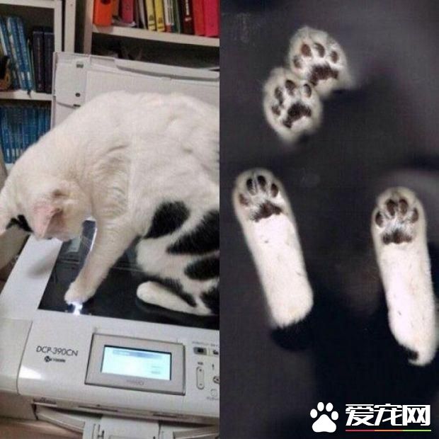 拆家三巨头番外篇:别看我小 我也是拆迁办毕业的