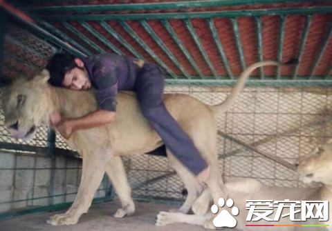 看看中东土豪这些人的宠物，瞬间感觉我们的简直low爆了