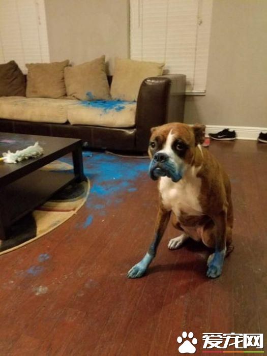 拆家三巨头番外篇:别看我小 我也是拆迁办毕业的