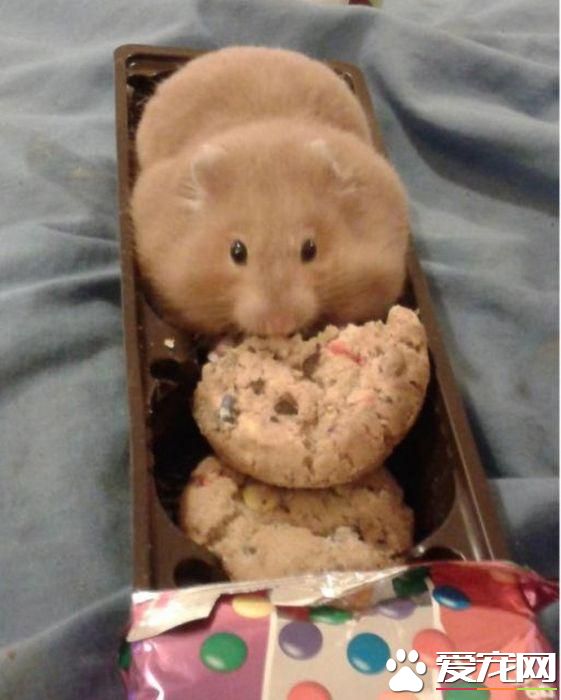 拆家三巨头番外篇:别看我小 我也是拆迁办毕业的