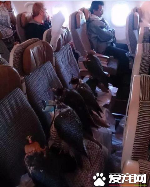 看看中东土豪这些人的宠物，瞬间感觉我们的简直low爆了