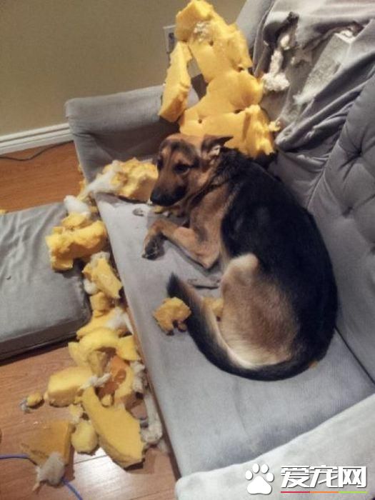 拆家三巨头番外篇:别看我小 我也是拆迁办毕业的