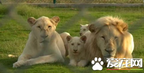 看看中东土豪这些人的宠物，瞬间感觉我们的简直low爆了