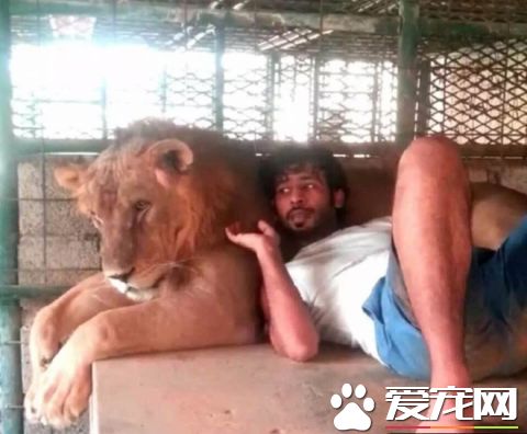 看看中东土豪这些人的宠物，瞬间感觉我们的简直low爆了