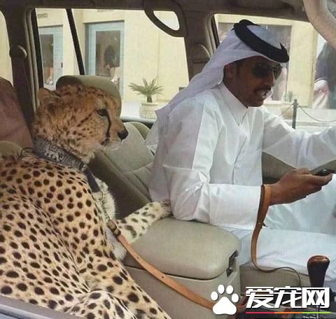 看看中东土豪这些人的宠物，瞬间感觉我们的简直low爆了