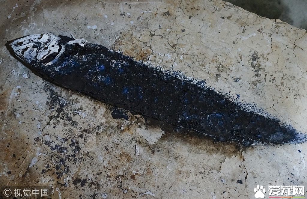 男子金龙鱼死后不忍丢弃请宠物公司火化  宠物火化师称是第一次