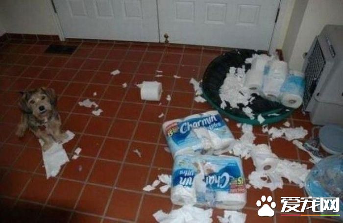 拆家三巨头番外篇:别看我小 我也是拆迁办毕业的