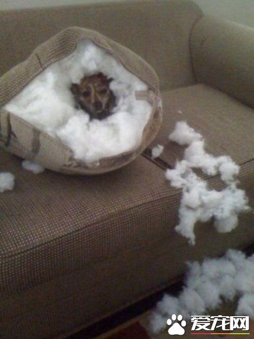 拆家三巨头番外篇:别看我小 我也是拆迁办毕业的