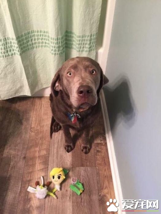 拆家三巨头番外篇:别看我小 我也是拆迁办毕业的