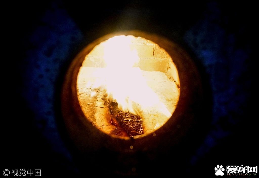 男子金龙鱼死后不忍丢弃请宠物公司火化  宠物火化师称是第一次