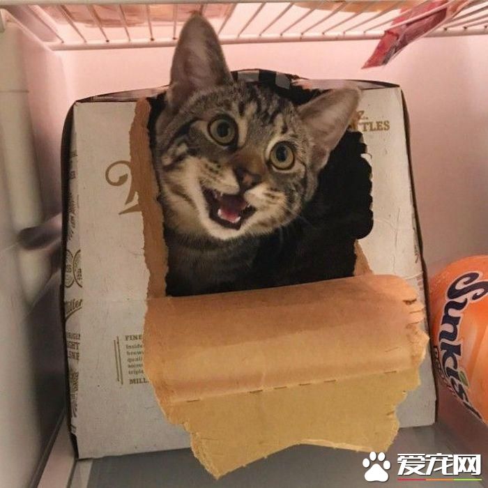 拆家三巨头番外篇:别看我小 我也是拆迁办毕业的