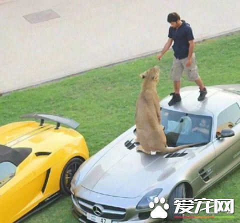 看看中东土豪这些人的宠物，瞬间感觉我们的简直low爆了