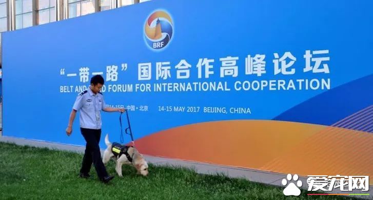 警犬训导员平日的工作是啥样的？揭秘和警犬“谈恋爱”的人