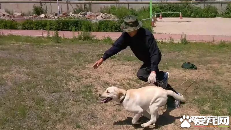 警犬训导员平日的工作是啥样的？揭秘和警犬“谈恋爱”的人