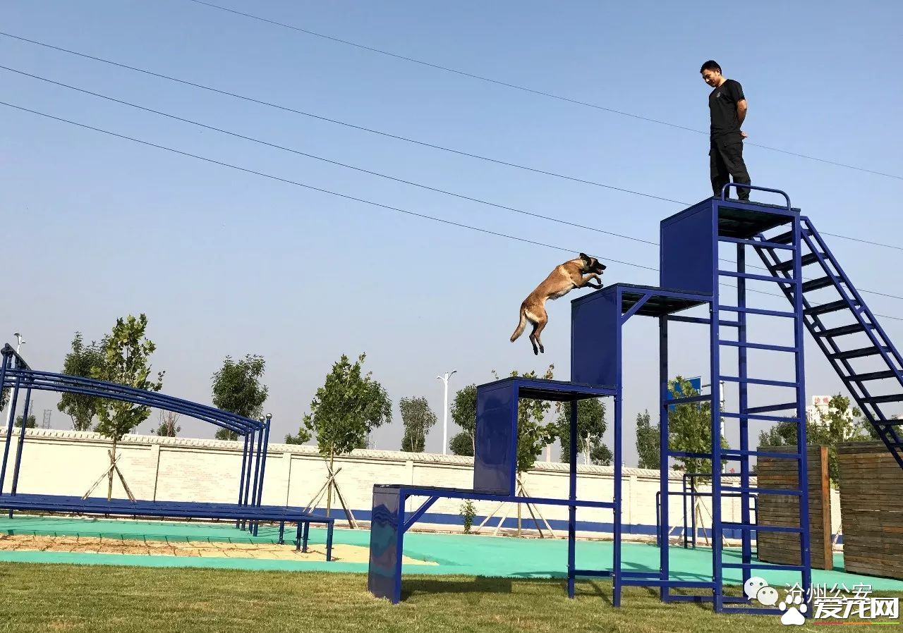 警犬训导员平日的工作是啥样的？揭秘和警犬“谈恋爱”的人