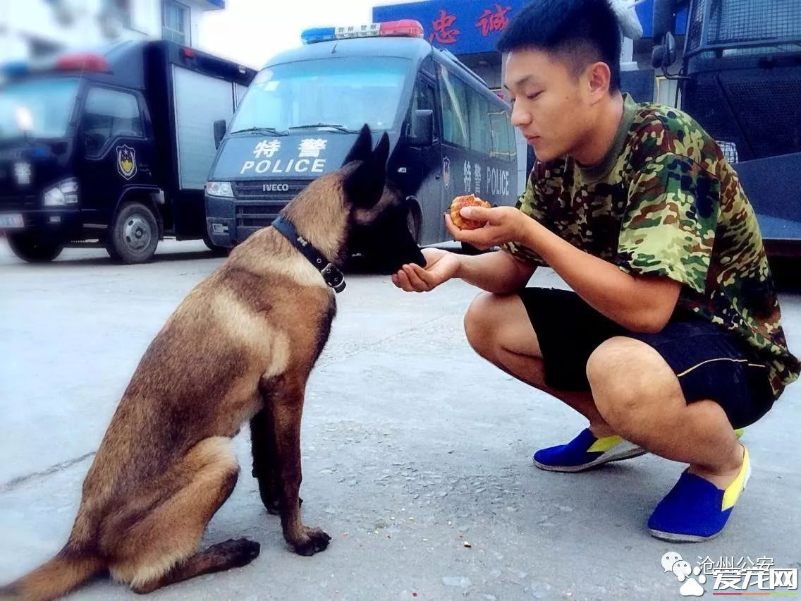 警犬训导员平日的工作是啥样的？揭秘和警犬“谈恋爱”的人