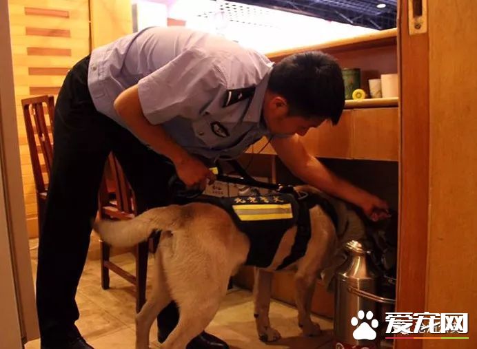 警犬训导员平日的工作是啥样的？揭秘和警犬“谈恋爱”的人