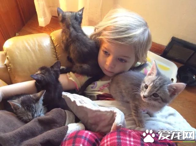 上天降临的小天使，8岁小女孩索菲亚或许是全世界最年轻的动保志愿者了！