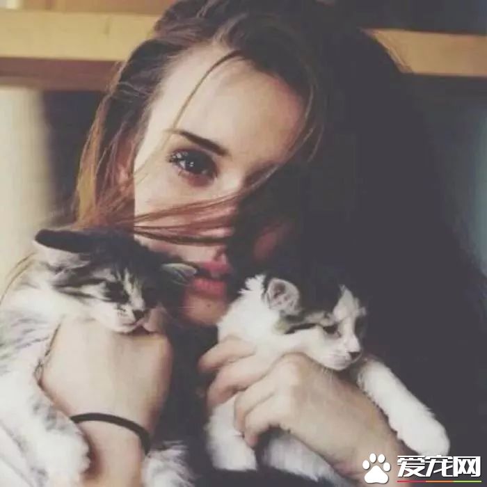 网传猫奴双十一的购物清单  猫奴们都为主子败了多少?