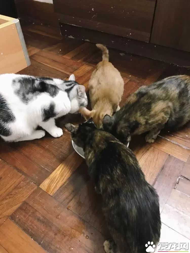 网传猫奴双十一的购物清单  猫奴们都为主子败了多少?