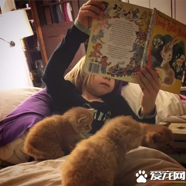 上天降临的小天使，8岁小女孩索菲亚或许是全世界最年轻的动保志愿者了！