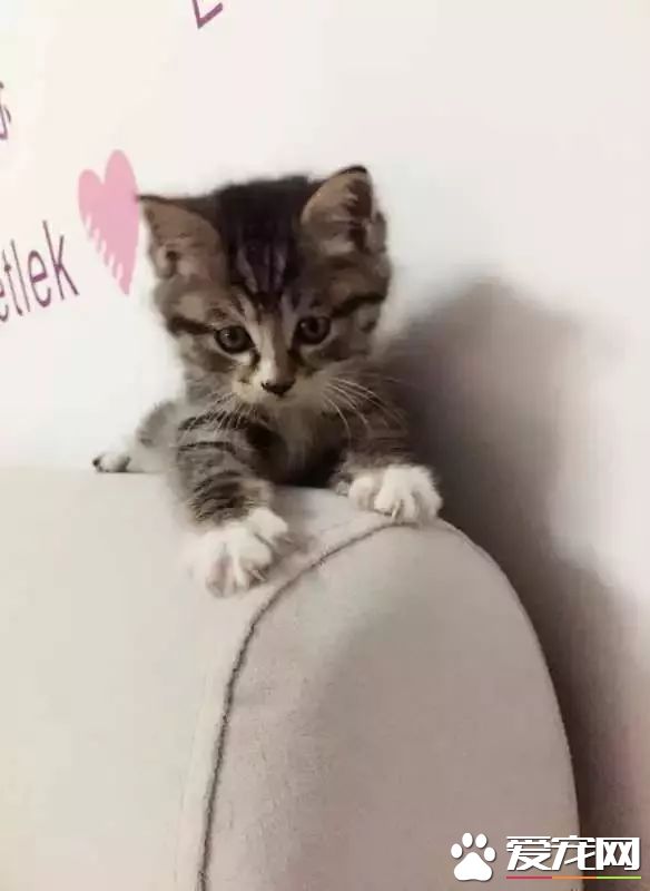 网传猫奴双十一的购物清单  猫奴们都为主子败了多少?