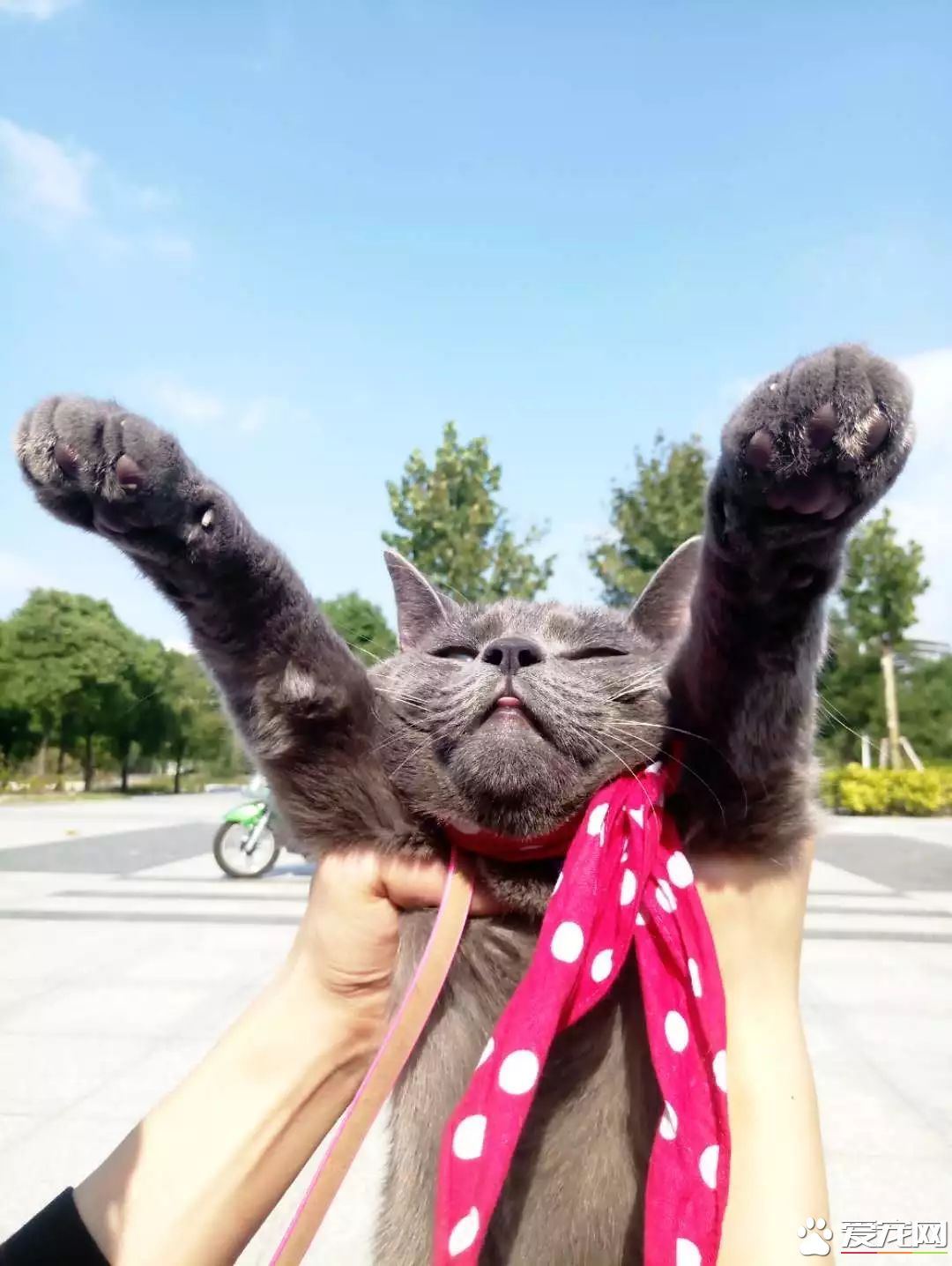 网传猫奴双十一的购物清单  猫奴们都为主子败了多少?