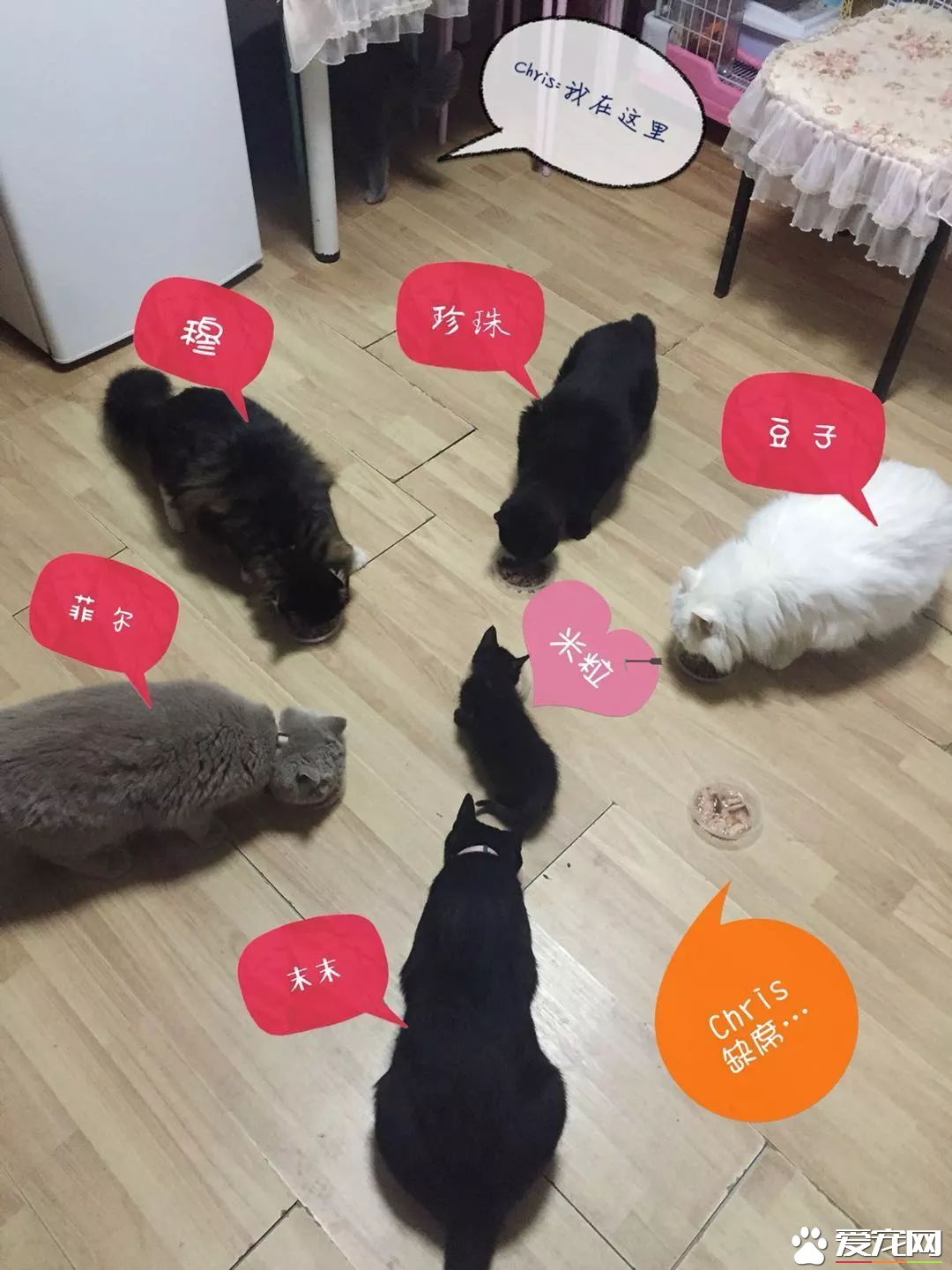 网传猫奴双十一的购物清单  猫奴们都为主子败了多少?