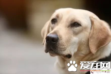 广州第一批导盲犬已上岗，以后地铁可见到狗狗！但不要围观乱摸拍照！