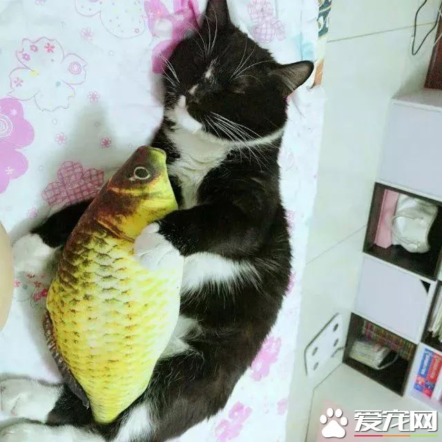 网传猫奴双十一的购物清单  猫奴们都为主子败了多少?