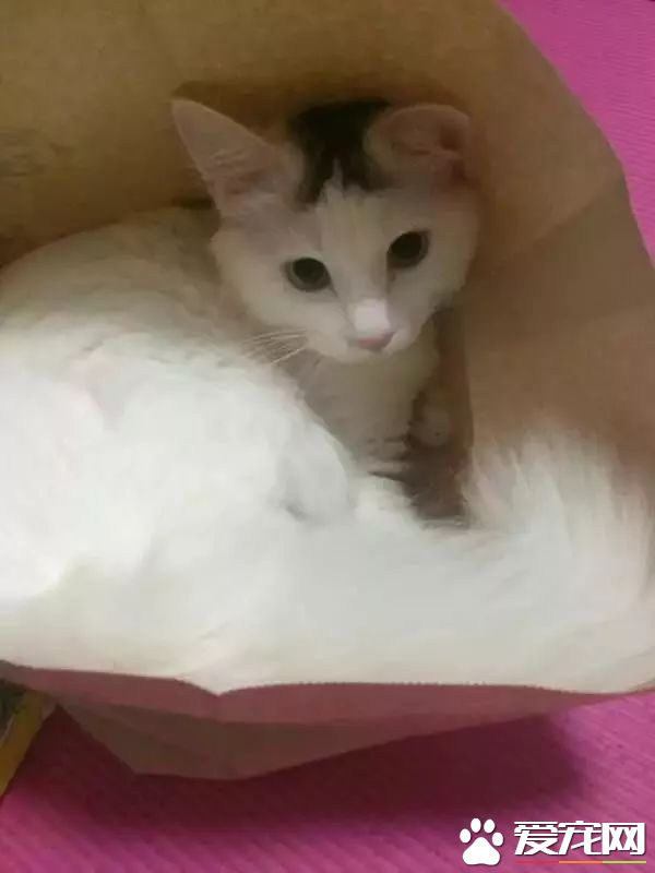 网传猫奴双十一的购物清单  猫奴们都为主子败了多少?