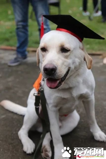 广州第一批导盲犬已上岗，以后地铁可见到狗狗！但不要围观乱摸拍照！