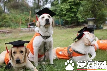 广州第一批导盲犬已上岗，以后地铁可见到狗狗！但不要围观乱摸拍照！