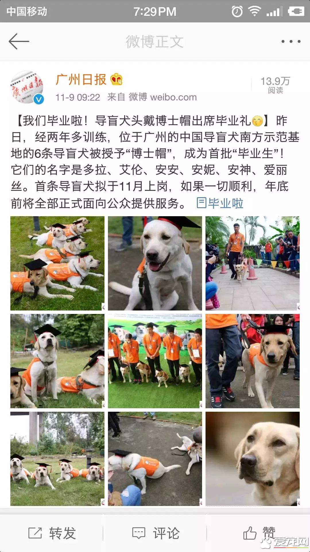 广州第一批导盲犬已上岗，以后地铁可见到狗狗！但不要围观乱摸拍照！